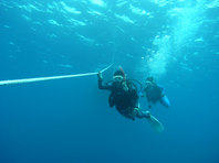 5dive_img13.jpg