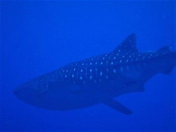 whaleshark1.jpg