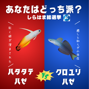 hazesenkyo2025.png